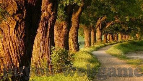沙巴足球即时比分-深度揭秘，沙巴足球即时比分背后的数据江湖与球迷狂欢